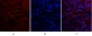 SDF-1 Polyclonal Antibody